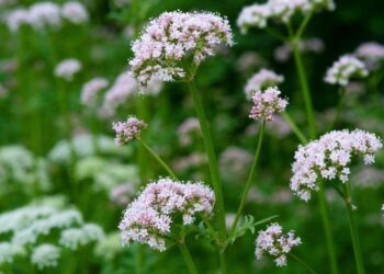 Kedi Otu Nedir, Nasıl Kullanılır?