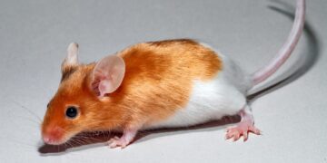 Evde Fare Olduğu Nasıl Anlaşılır?