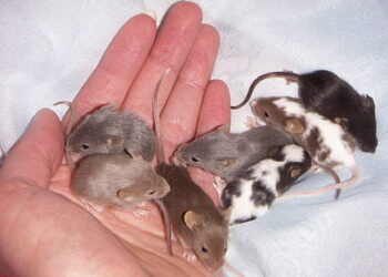 Fare Isırığı Tehlikeli Midir?