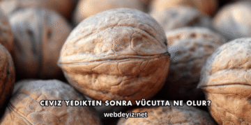 Ceviz Yedikten Sonra Vücutta Ne Olur?