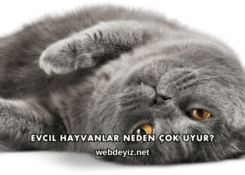 Evcil Hayvanlar Neden Çok Uyur?