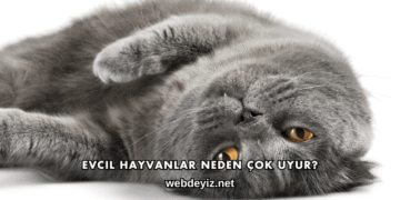 Evcil Hayvanlar Neden Çok Uyur?