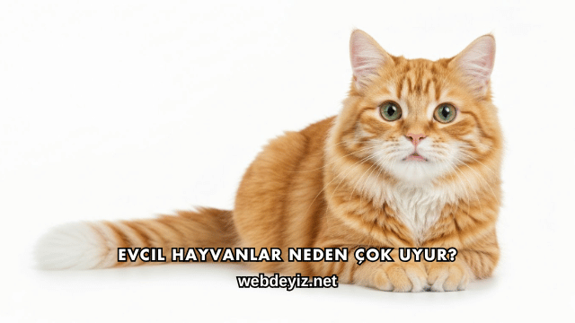 Evcil Hayvanlar Neden Çok Uyur?