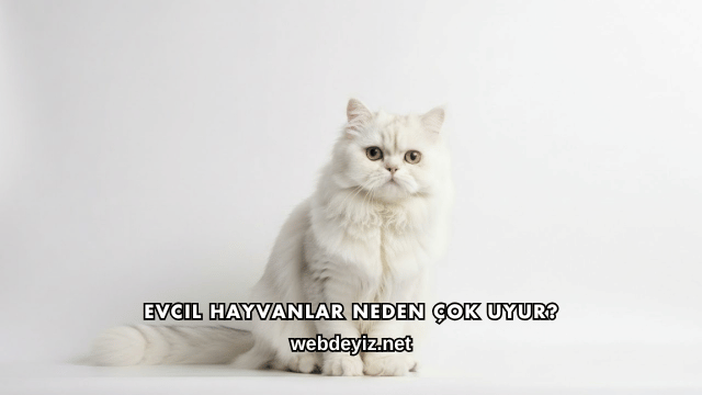 Evcil Hayvanlar Neden Çok Uyur?