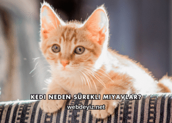 Kedi Neden Sürekli Miyavlar?