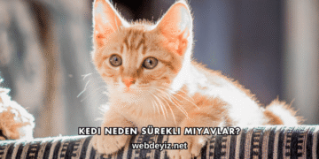 Kedi Neden Sürekli Miyavlar?