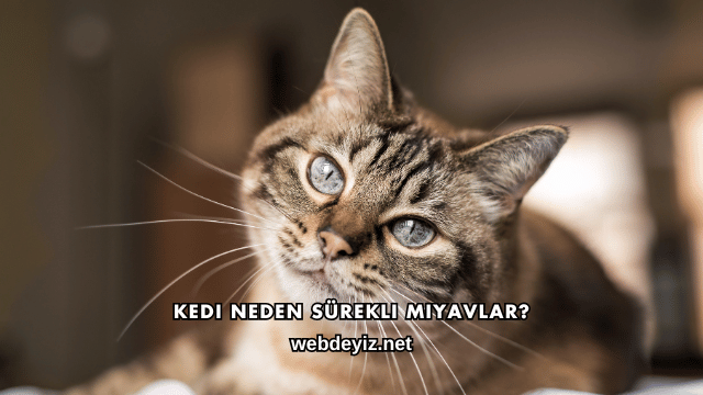 Kedi Neden Sürekli Miyavlar?