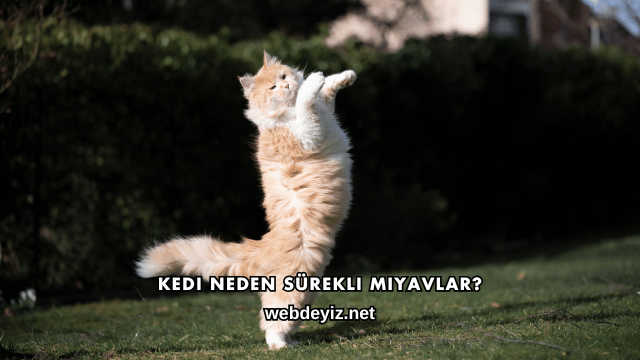 Kedi Neden Sürekli Miyavlar?