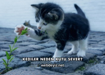 Kediler Neden Kutu Sever?