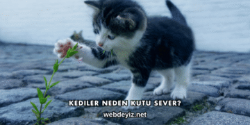Kediler Neden Kutu Sever?