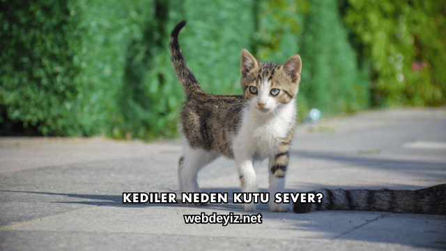 Kediler Neden Kutu Sever?