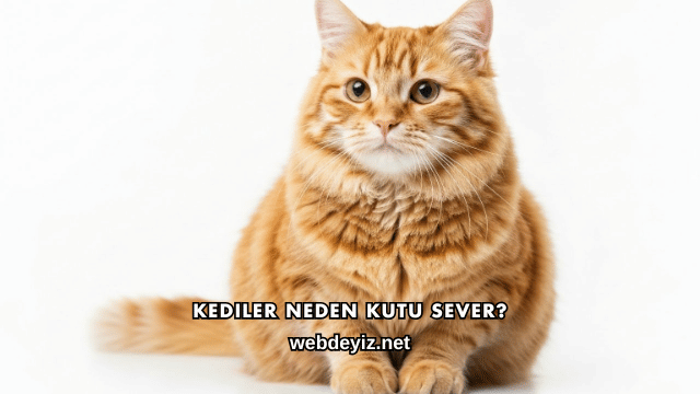 Kediler Neden Kutu Sever?