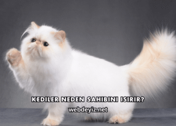 Kediler Neden Sahibini Isırır?