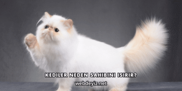 Kediler Neden Sahibini Isırır?