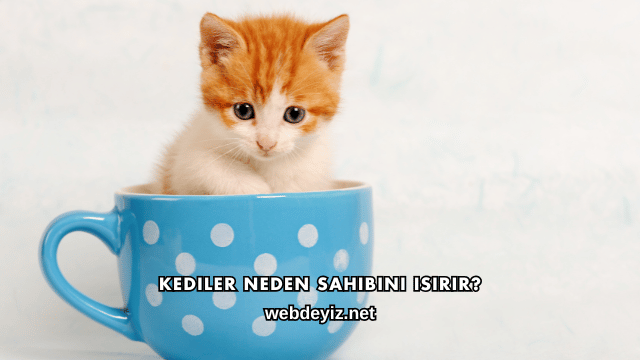 Kediler Neden Sahibini Isırır?