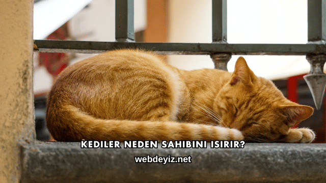 Kediler Neden Sahibini Isırır?