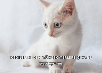 Kediler Neden Yüksek Yerlere Çıkar?