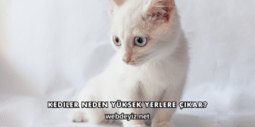 Kediler Neden Yüksek Yerlere Çıkar?