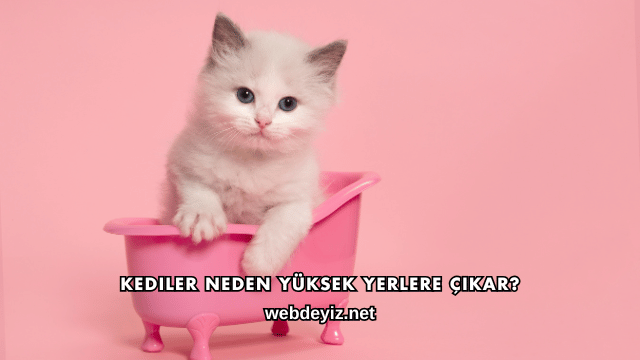 Kediler Neden Yüksek Yerlere Çıkar?