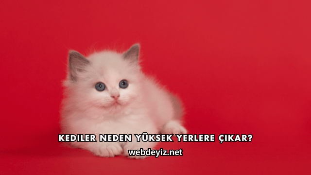 Kediler Neden Yüksek Yerlere Çıkar?