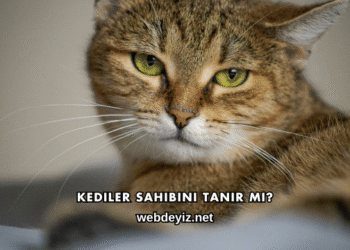 Kediler Sahibini Tanır mı?