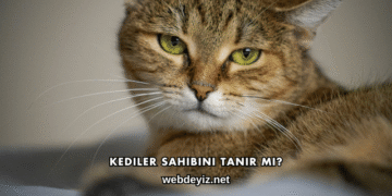 Kediler Sahibini Tanır mı?