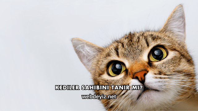 Kediler Sahibini Tanır mı?