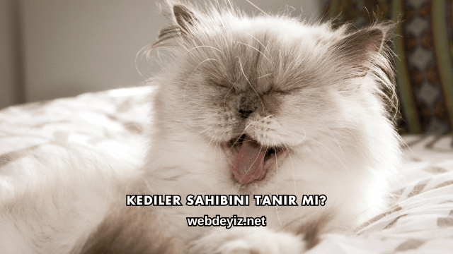 Kediler Sahibini Tanır mı?