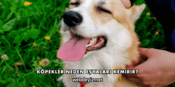 Köpekler Neden Eşyaları Kemirir?