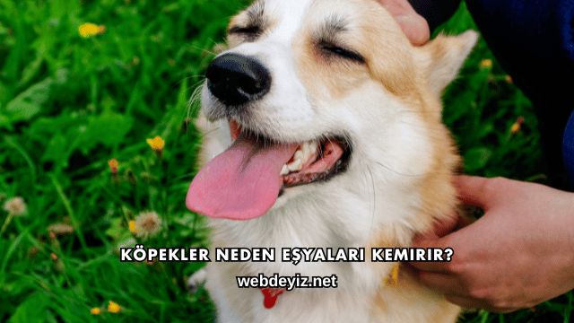 Köpekler Neden Eşyaları Kemirir?