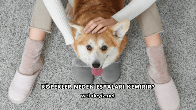 Köpekler Neden Eşyaları Kemirir?
