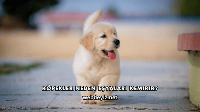 Köpekler Neden Eşyaları Kemirir?