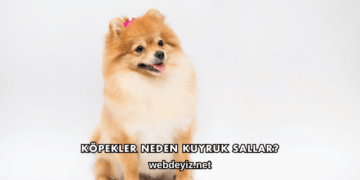 Köpekler Neden Kuyruk Sallar?