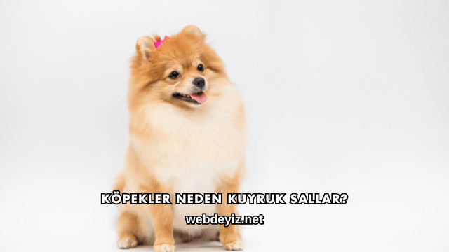 Köpekler Neden Kuyruk Sallar?
