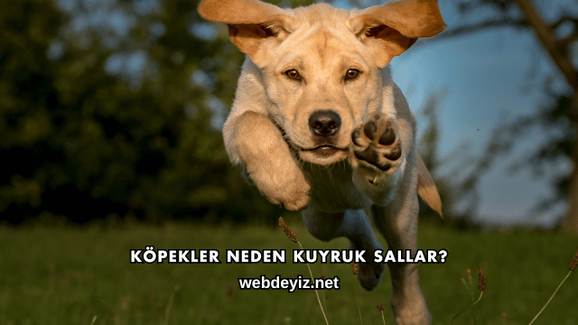 Köpekler Neden Kuyruk Sallar?