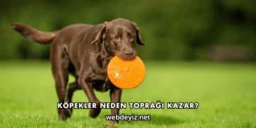 Köpekler Neden Toprağı Kazar?