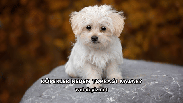 Köpekler Neden Toprağı Kazar?