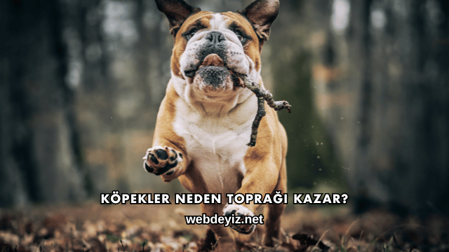 Köpekler Neden Toprağı Kazar?