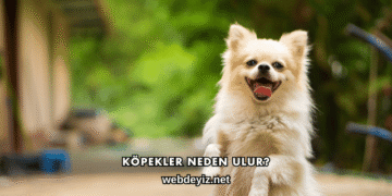 Köpekler Neden Ulur?