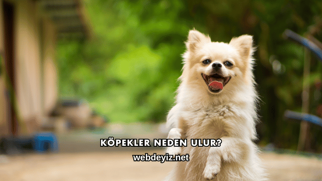 Köpekler Neden Ulur?
