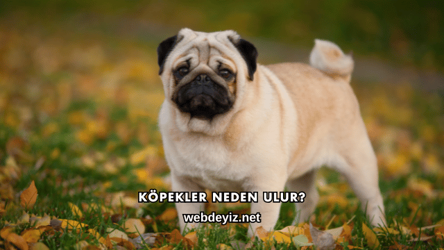Köpekler Neden Ulur?