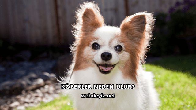 Köpekler Neden Ulur?
